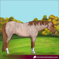 Horse Color:Red Roan