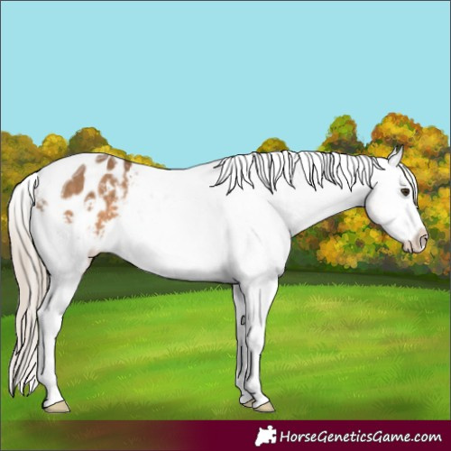 Horse Color:Chocolate Palomino Tobiano Appaloosa 