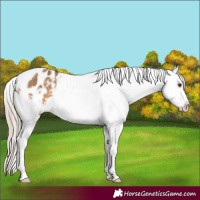 Horse Color:Chocolate Palomino Tobiano Appaloosa 