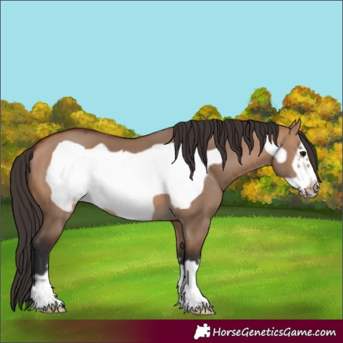 Horse Color:Bay Dun Frame 