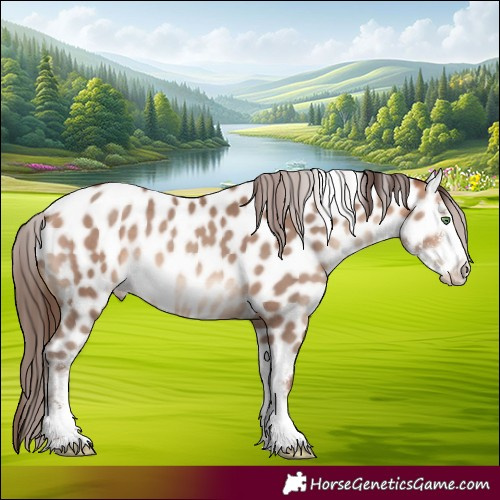 Horse Color:Amber Champagne Sabino Appaloosa 