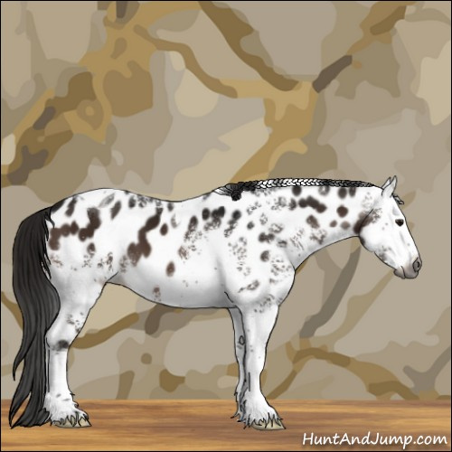 Horse Color:Gray White Spotted Brown Tobiano Appaloosa 
