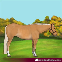 Horse Color:Palomino Rabicano