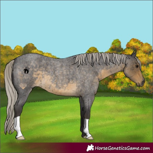Horse Color:Silver Smoky Blue Roan 
