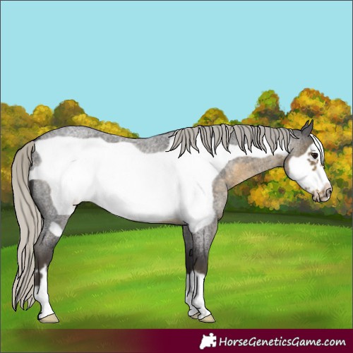 Horse Color:Silver Smoky Blue Roan Frame 