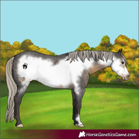 Horse Color:Silver Smoky Blue Roan Frame 