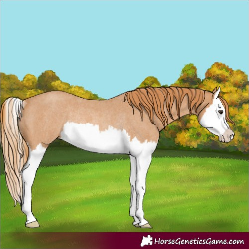 Horse Color:Red Roan Splash Rabicano 