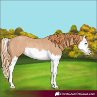 Horse Color:Red Roan Splash Rabicano 