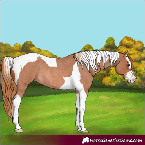 Horse Color:Red Roan Splash Tobiano Rabicano 