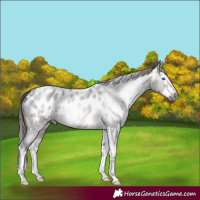 Horse Color:Gray Brown Roan Splash Appaloosa 