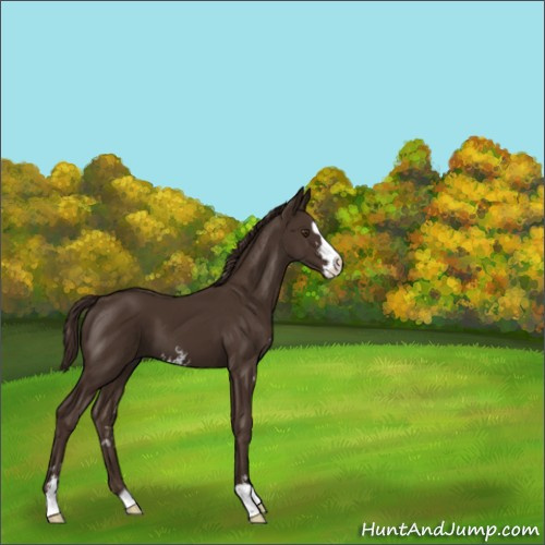 Horse Color:Liver Chestnut Sabino 