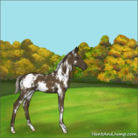 Horse Color:White Spotted Chocolate Palomino 