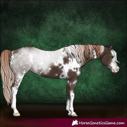 Horse Color:White Spotted Liver Chestnut Sabino 