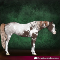Horse Color:White Spotted Liver Chestnut Sabino
