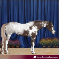 Horse Color:White Spotted Liver Chestnut Sabino 