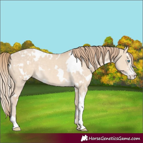 Horse Color:White Spotted Perlino Dun Sabino