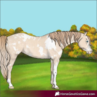 Horse Color:White Spotted Perlino Dun Sabino 
