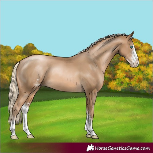 Horse Color:Chocolate Palomino Pearl Sabino 