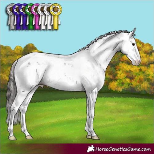 Horse Color:Liver Chestnut Sabino 