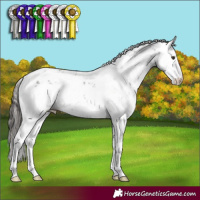 Horse Color:Liver Chestnut Sabino