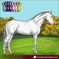 Horse Color:Liver Chestnut Sabino