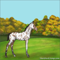 Horse Color:White Spotted Buckskin Appaloosa Rabicano 
