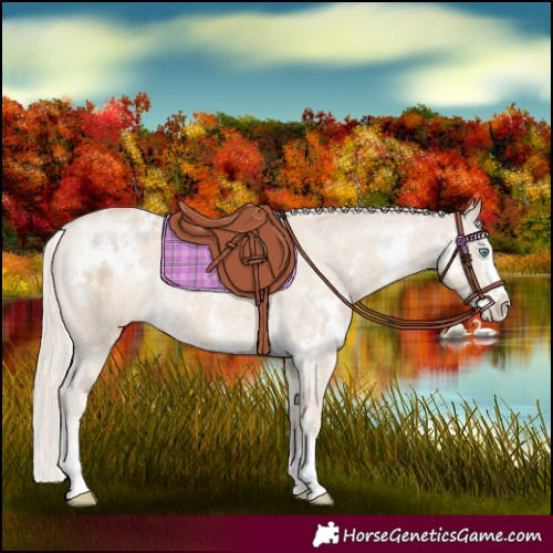 Horse Color:White Spotted Cremello Sabino Appaloosa Rabicano