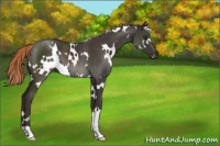 Horse Color:White Spotted Liver Chestnut Rabicano 
