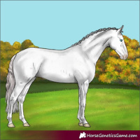 Horse Color:Watercolor Perlino Sabino Appaloosa