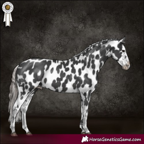 Horse Color:Black Appaloosa