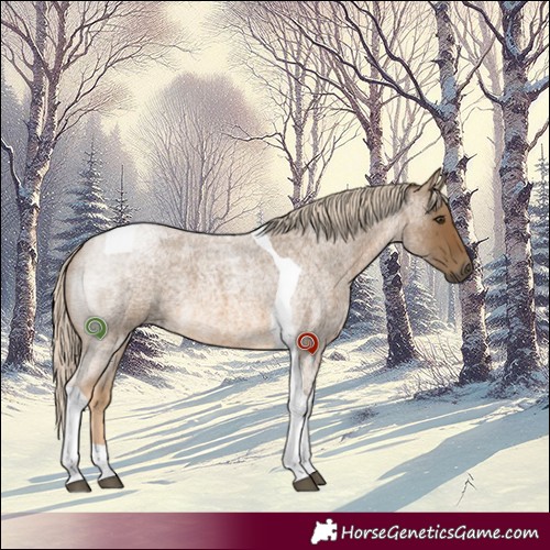 Horse Color:Chocolate Palomino Roan Tobiano 