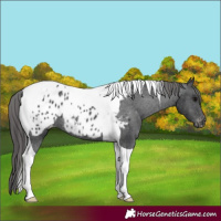 Horse Color:Black Tobiano Appaloosa Rabicano 