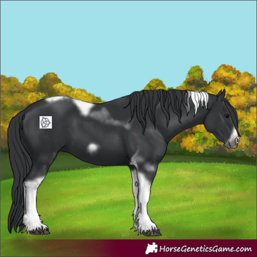 Horse Color:Black Tobiano Frame 