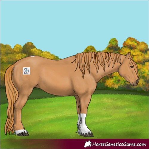 Horse Color:Chestnut Tobiano 