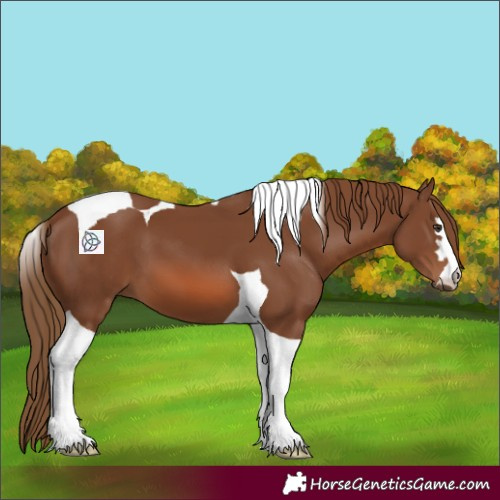 Horse Color:Chestnut Tobiano
