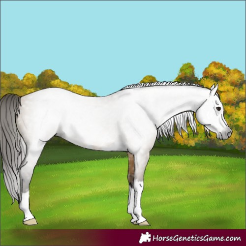 Horse Color:Gray Buckskin Dun 