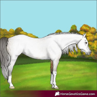 Horse Color:Gray Buckskin Dun 