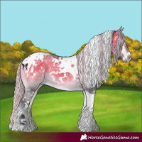 Horse Color:White Spotted Silver Buckskin Chinchilla Ice Onyx Tobiano 