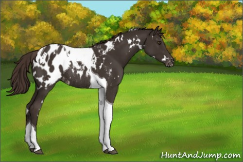 Horse Color:White Spotted Liver Chestnut Tobiano Appaloosa Rabicano 