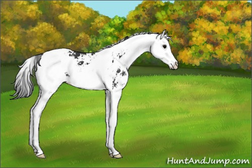 Horse Color:Black Sabino Splash