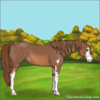 Horse Color:Chestnut Sabino 