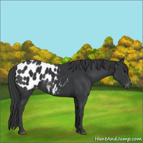 Horse Color:Black Sabino Appaloosa 