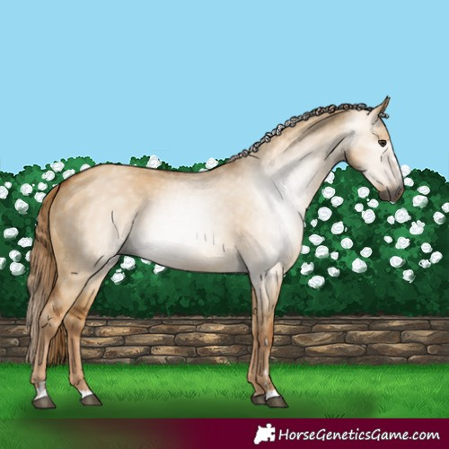 Horse Color:Gray Red Dun 