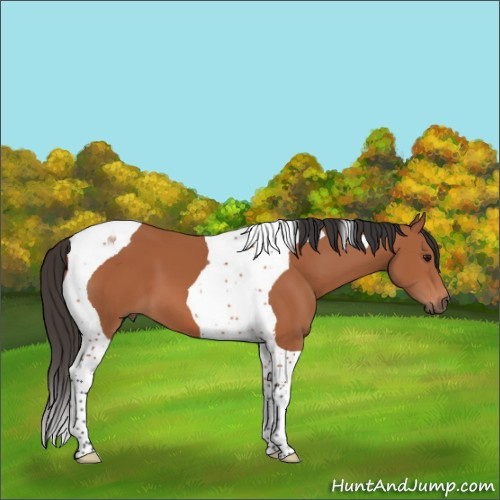 Horse Color:Bay Tobiano 