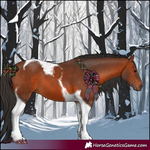 Horse Color:Bay Tobiano 