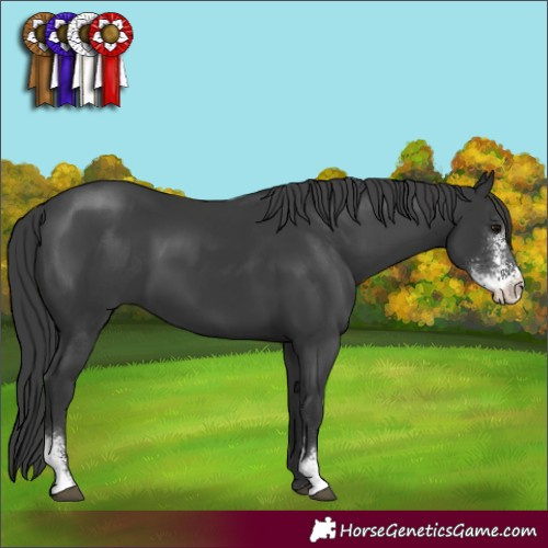 Horse Color:Black Sabino 