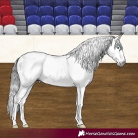 Horse Color:Gray White Spotted Black Splash 