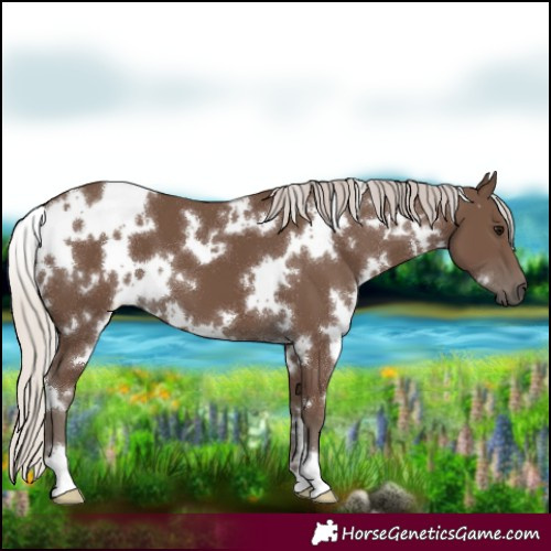 Horse Color:White Spotted Silver Black