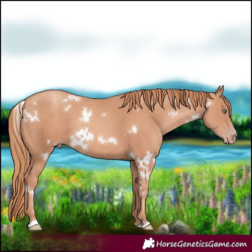 Horse Color:White Spotted Gold Champagne