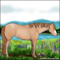 Horse Color:Bay Pearl